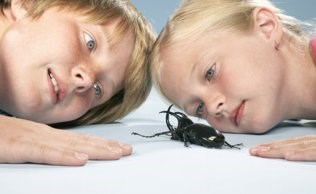 Camp bug