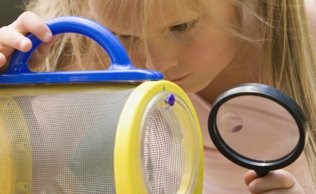 Preschool bugs